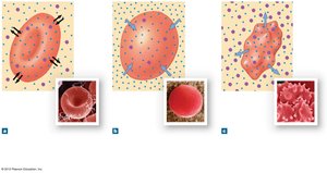 Effect of tonicity on red blood cells