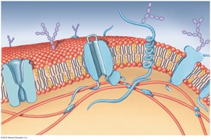Integral membrane proteins involved in transport