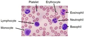 Blood smear showing erythrocytes, leukocytes, and platelets