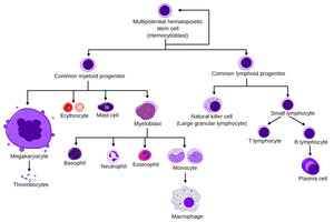 Hematopoiesis: blood cell lineage