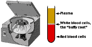 Centrifuged blood showing plasma, buffy coat, and red blood cells