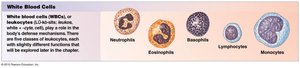 Types of white blood cells