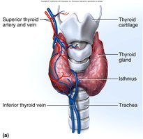 Anatomy of the thyroid gland
