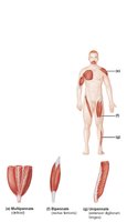 Pennate fascicle arrangements