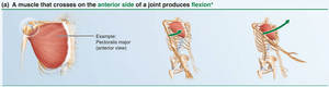 Anterior muscle action: flexion