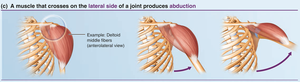 Lateral muscle action: abduction
