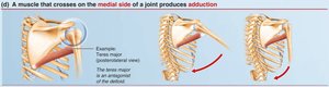 Medial muscle action: adduction