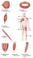 Patterns of fascicle arrangement in muscles