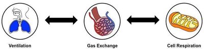 Diagram showing ventilation, gas exchange, and cell respiration