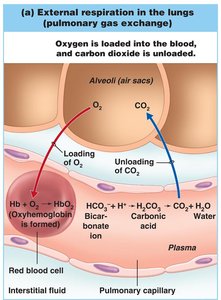External respiration in the lungs