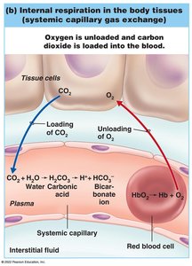 Internal respiration in the tissues