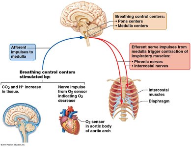 Diagram of neural control of breathing