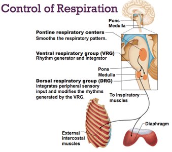 Control of respiration centers in the brain