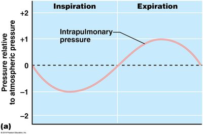 Graph of intrapulmonary pressure during inspiration and expiration