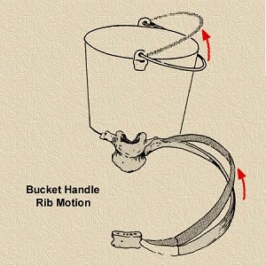 Bucket handle rib motion