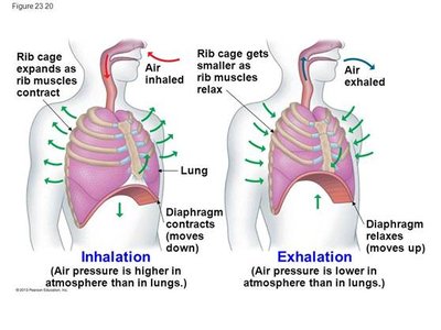 Diagram of inhalation and exhalation showing muscle actions