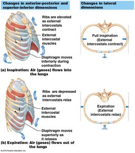 Diagram showing changes in rib cage dimensions during inspiration and expiration