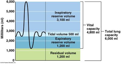 Graph of respiratory volumes and capacities