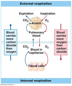 Diagram of external and internal respiration