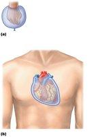 Serous membranes of the heart