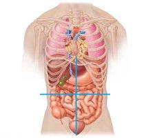 Abdominopelvic quadrants and regions