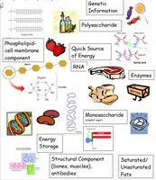Summary of macromolecules and their functions