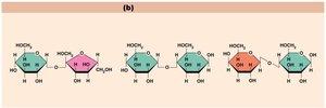 Digestion and absorption in the small intestine