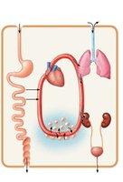 Diagram showing survival needs and their relation to organ systems