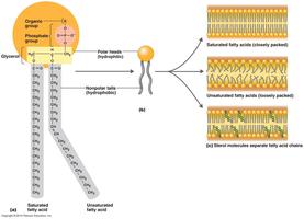 Comparison of saturated and unsaturated fatty acids in membranes
