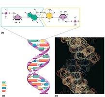 DNA structure and nucleotide pairing