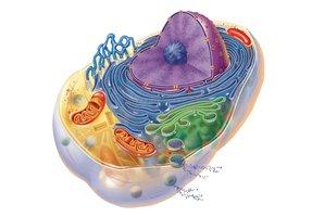 Generalized cell with labeled organelles