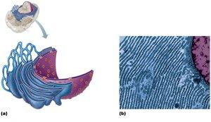 Intermediate filaments for mechanical strength