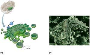 Microtubules and cell division