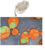 Cilia and flagella structure