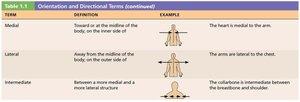 Table of medial, lateral, and intermediate terms