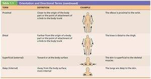 Table of proximal, distal, superficial, and deep terms