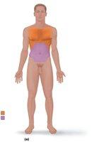 Axial body regions