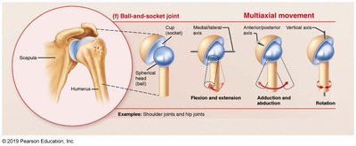 Ball-and-socket joint: shoulder