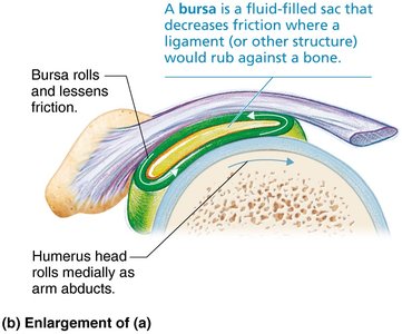 Tendon sheath in the shoulder joint