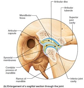 Sagittal section through TMJ