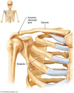 Shoulder joint anatomy