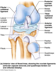 Cruciate ligaments in the knee