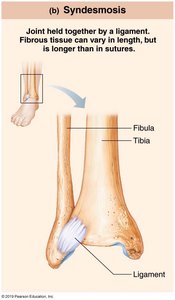 Syndesmosis joint between tibia and fibula