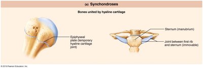Synchondroses: epiphyseal plate and first rib-sternum joint