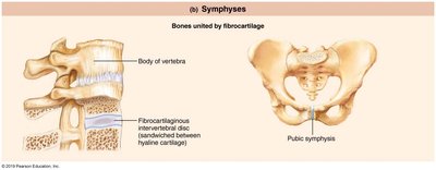 Symphysis joints: intervertebral disc and pubic symphysis