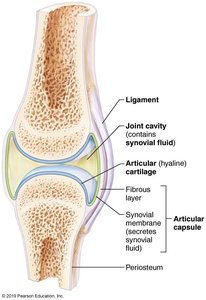 Structure of a synovial joint
