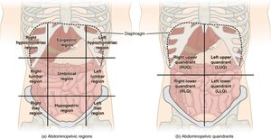 Abdominal regions and quadrants