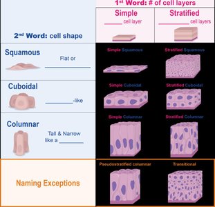 Naming system for epithelial tissues by layers and shape