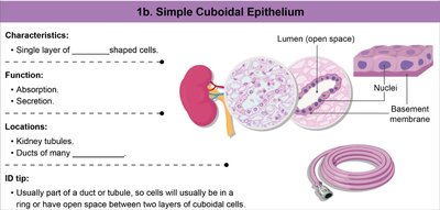 Simple cuboidal epithelium structure and function