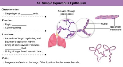 Simple squamous epithelium structure and function